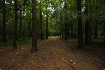 Fototapeta premium forest with beautiful trees calm in the forest sunset in the forest