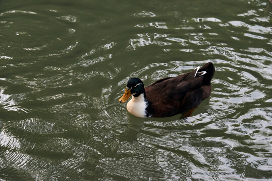 nature and farm concept - Duclair Duck or mallard swimming in the duck pond