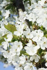 Tree with beautiful white flowers in the garden