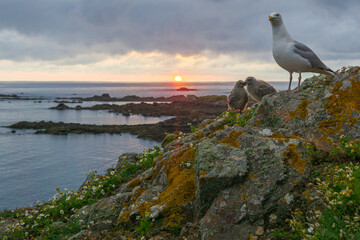 Les petits goélands au coucher du soleil