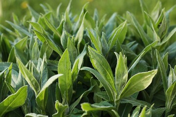 Beautiful green plant in the garden view