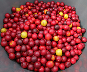 Delicious colorful plums in bucket
