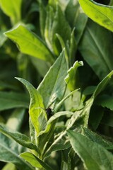 Beautiful green plant in the garden view