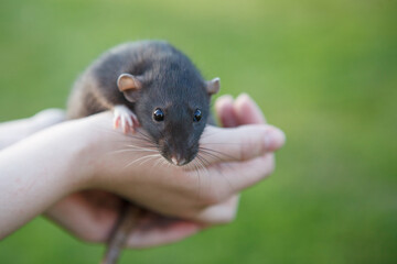Gray rat in hands