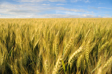 Sea of a beautiful golden wheat