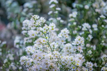 White Daisy flower in flower garden at sunny summer or spring day for decoration and agriculture design..