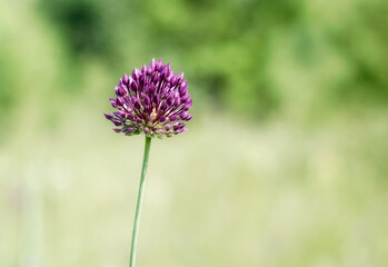 one blooming wildflower close up