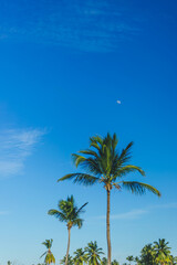 Fototapeta na wymiar Green palm trees on a background of blue sky. Sunny tropical day