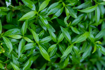 beautyful white jasmine in the garden.Green leaves background. in Thailand.