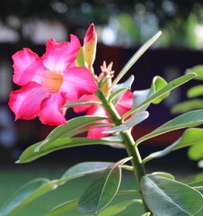 pink orchid in the nature background