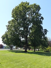trees in the park