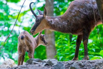 Baby Alpine chamois on a rocky hill