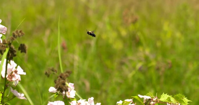 bumblebee hovers then goes into a dogfight with another bee