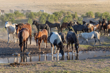 Wild Horses at a Desert Waterhole in Utah