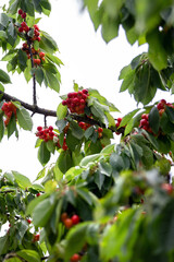 Reife Kirschen im Kirschbaum nach einem Regen