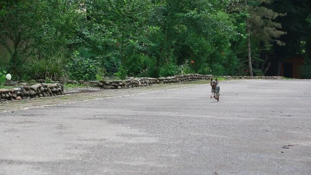 A cute, young, cute Yorkshire Terrier runs along a paved road in a Park. On a cloudy summer day. Slow motion. Soft image.