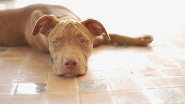 happy puppy American Pit bull lazy in house