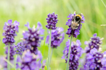 blooming lavender plant with bee in the garden