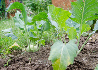 kohlrabi plant in the garten in summer