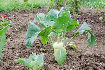 kohlrabi plant in the vegetable garden 