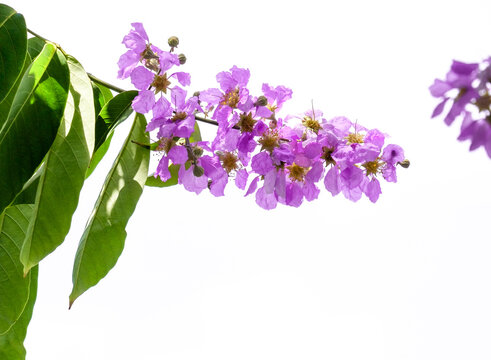รูปภาพFloribunda – เลือกดูภาพถ่ายสต็อก เวกเตอร์ และวิดีโอ6,866 | Adobe ...