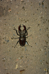 A large male insect Lucanus cervus, an adult stag beetle that rests after flying on a cement pillar and with street lighting.