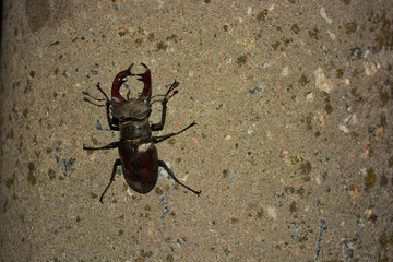 A large male insect Lucanus cervus, an adult stag beetle that rests after flying on a cement pillar and with street lighting.