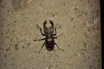 A large male insect Lucanus cervus, an adult stag beetle that rests after flying on a cement pillar and with street lighting.