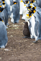 King penguin babies and toddlers 