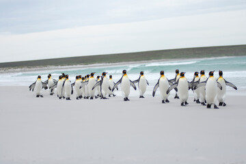 King penguins on a beach at Falkland Island
