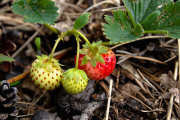wild strawberry in the forest