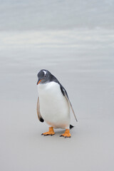 Gentoo penguin in natural habitat