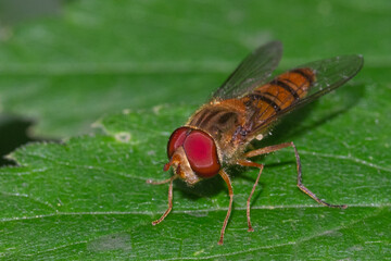 fly sitting on leaf macro