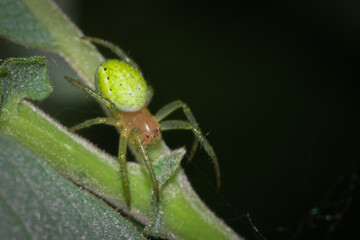 Fototapeta premium green spider on leaf macro