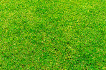 Fototapeta premium Green grass as a background. Trimmed lawn