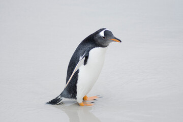 Gentoo penguin in natural habitat