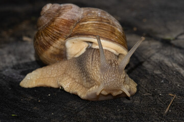 snail on tree macro close shot