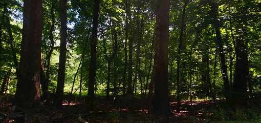 Obraz premium Preserved Woods