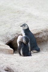 Magellan penguin baby's 