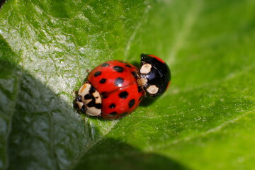 Marienkäfer, Käfer, Paarung