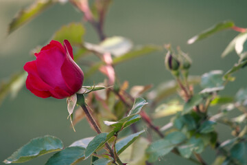 beautiful red rose flower in the garden