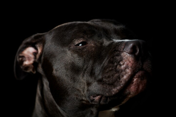 American pit bull terrier on dark background. Close up.