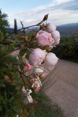 bush of pink roses at sunset

