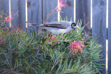 Noisy Miner on Grevillea 