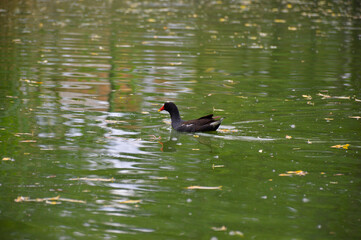 black bird with a red beak floats on the water surface of the lake