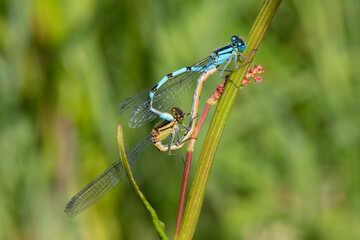 Damselflies mating