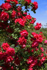 Fototapeta na wymiar rose bush on which there are a lot of red blossoming buds. blue sky in the background