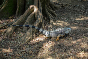 Big iguana lizard with skin color of earth and with long tail on the ground in botanical garden on a sunny day. Medellin, Colombia
