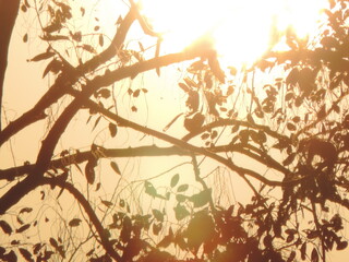 grunge background with tree branches