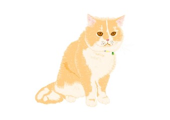 Obraz premium Scottish Fold Cat painting 